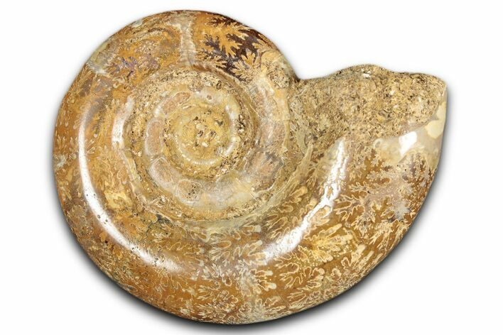Jurassic Ammonite (Hemilytoceras) Fossil - Madagascar #349155